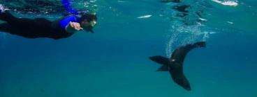 Swim With the Seals Sorrento Boats &amp; Cruises